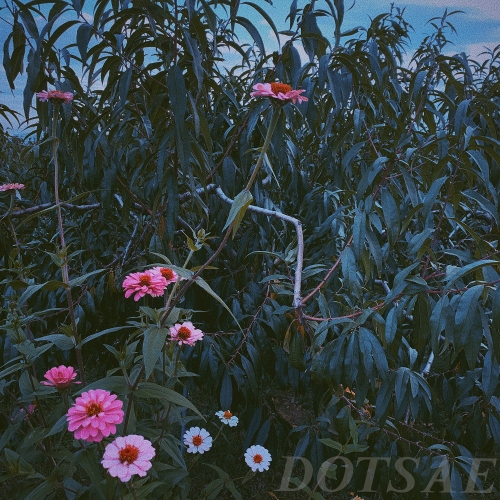 닷새 이미지